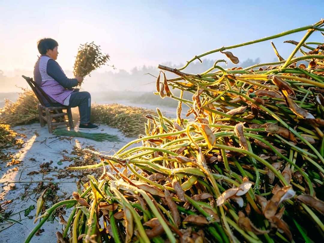 东北大豆开秤价出来了，比预期高两毛：2块2起步、国储2块28托底，下游却说