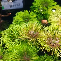 假期想开一口“七天草坪”草缸？几块钱一包的“水草种子”，翻完全网翻车帖、杀鱼记录和25万播放实测：广告只拍了前半场，水上水下两笔账对完再撒种
