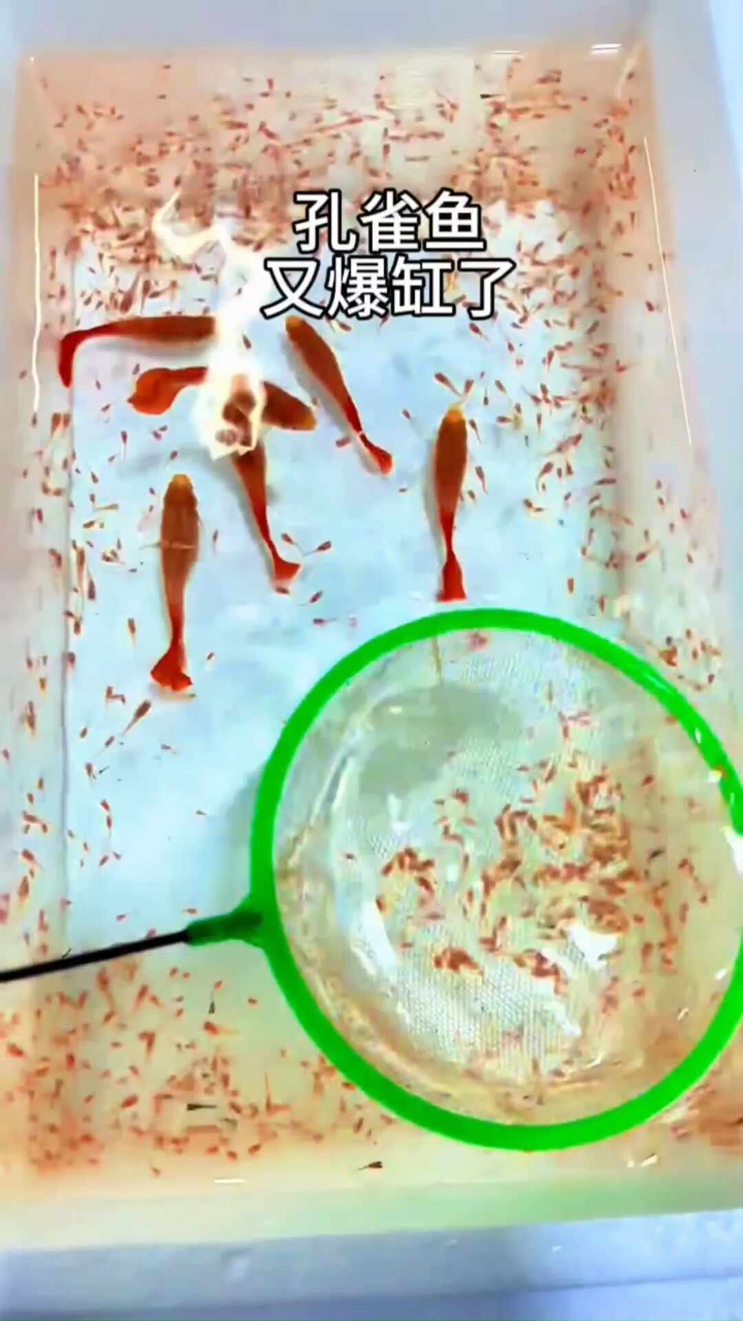 孔雀鱼在哪买最不容易死？把避雷帖、孕母直播间和同城鱼友对完账：9块9开的是盲盒，不是菜