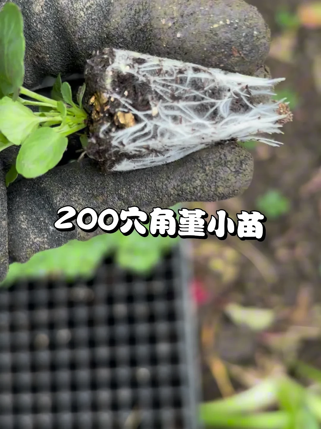 秋播进入倒计时:10粒种子出2苗是常态,3块一棵的穴盘苗被疯抢——但北方现在上车,南方最好再等两个月