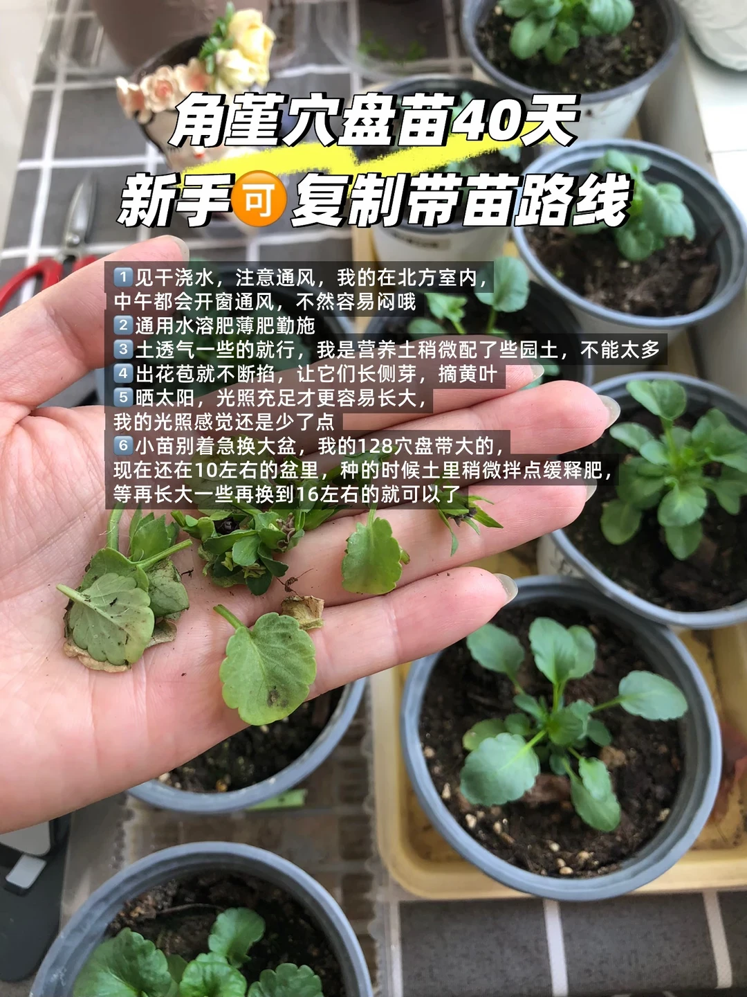 秋播进入倒计时:10粒种子出2苗是常态,3块一棵的穴盘苗被疯抢——但北方现在上车,南方最好再等两个月