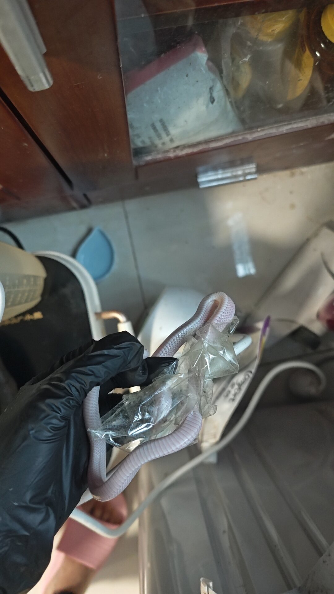 玉米蛇越狱了,先别翻家:对照几十条找回帖后我发现,找回的都在“原地等它自投”