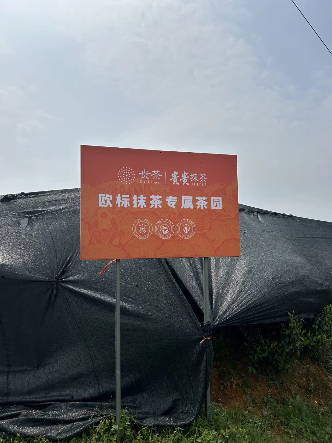 三倍厚抹还没退烧,