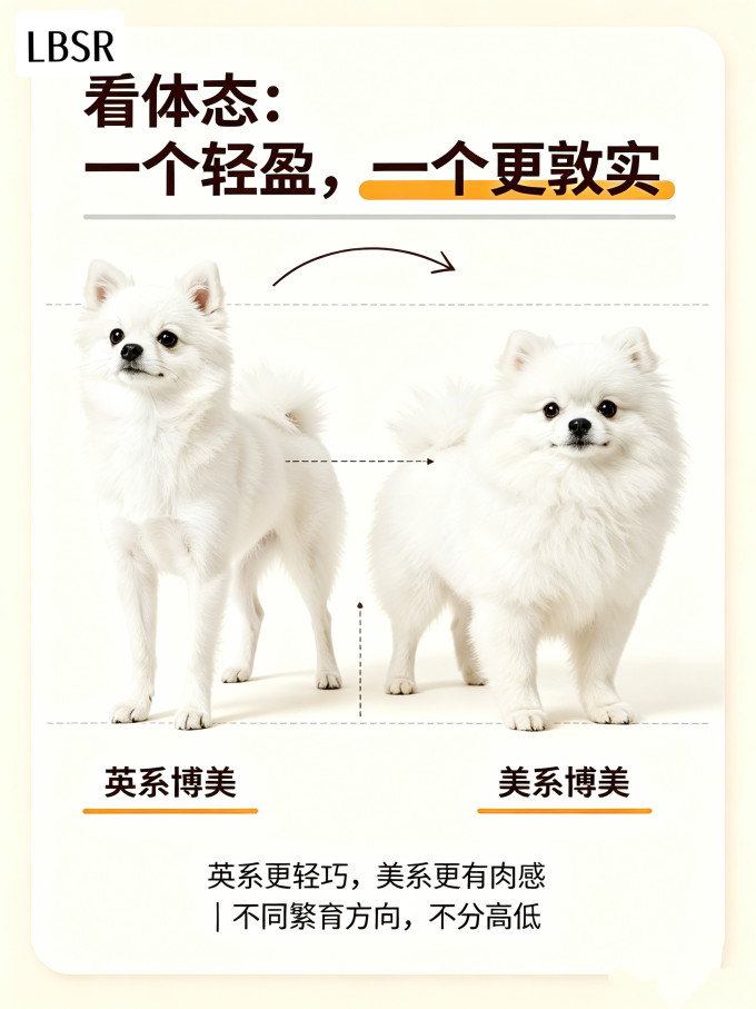 狗狗