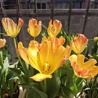 球根季开团到货，先别急着种：自然球还是5℃球、种植窗口和“一次性”，三笔账算清再下手