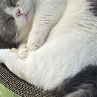 3万赞测评和1495条评论的避雷帖打起来了：猫抓板闲置多半不怪材质，是你没摆到沙发边上