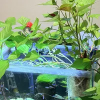 B站又把"鱼缸种红薯"带火了：一个月变水下森林，但灭缸的人全错在同一步