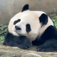 宇宙独一无二的巧克力熊猫！总得亲眼看一次吧！