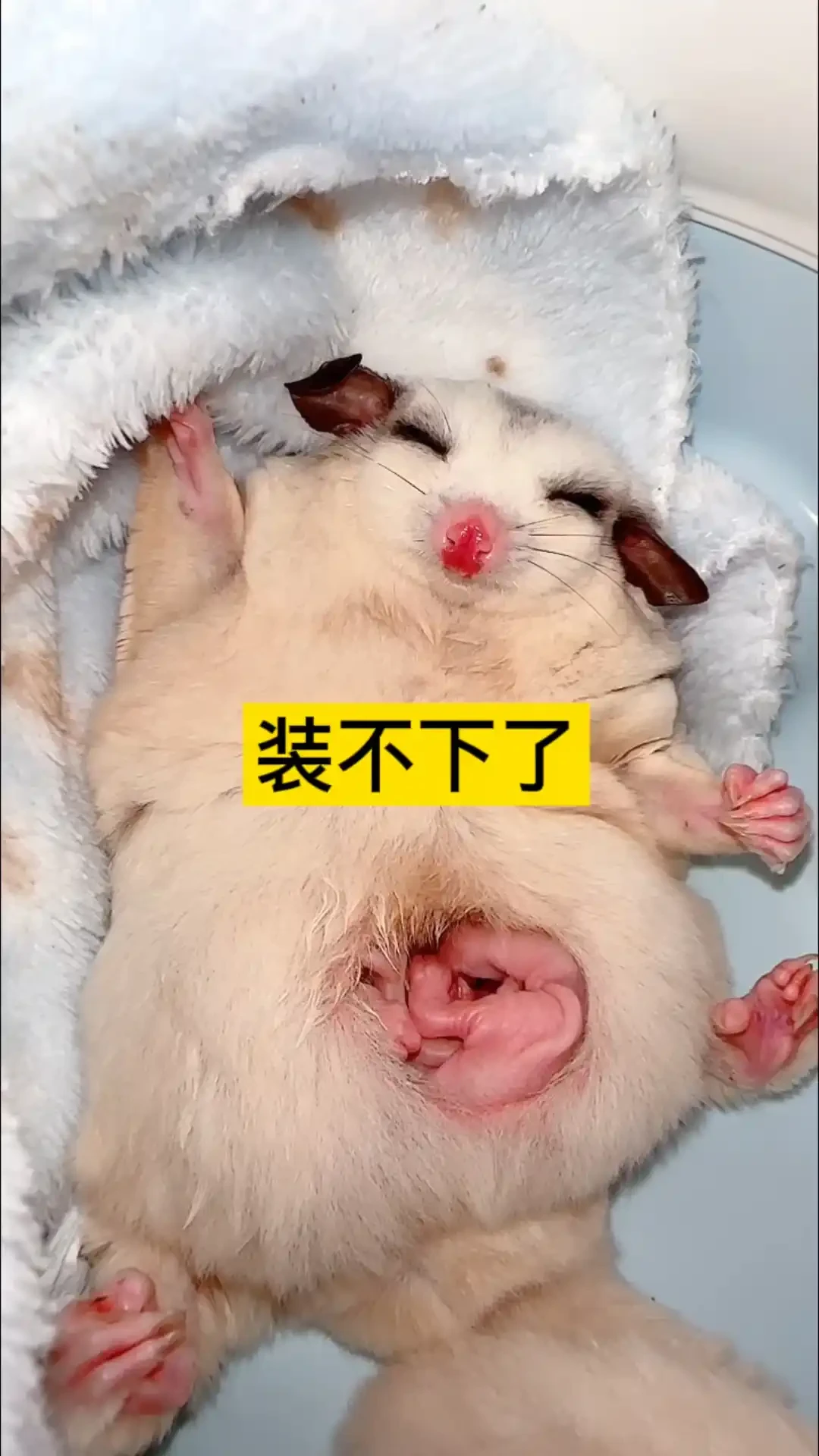 蜜袋鼯的第一个