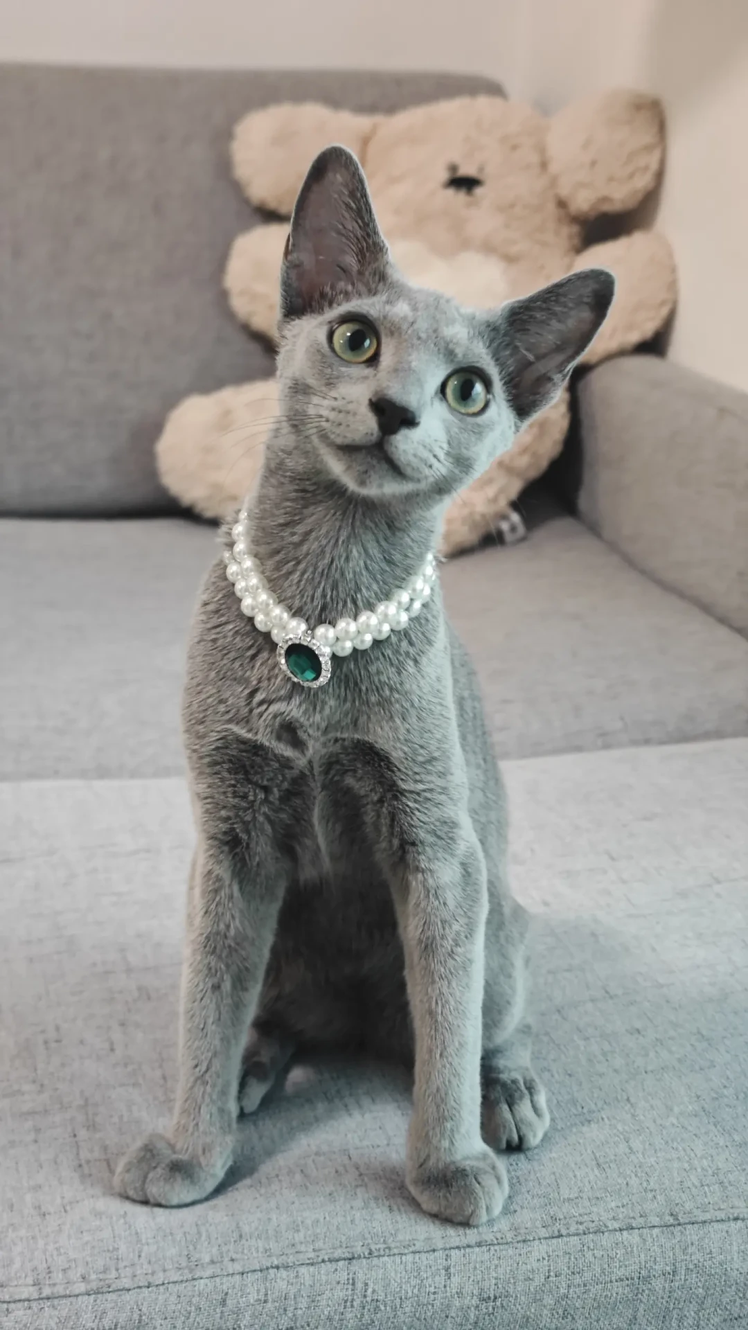 “蓝猫”不是品种:3000条鉴猫评论里,藏着“蓝胖子”的5个户口