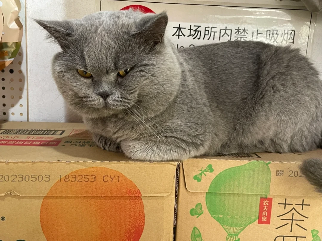 “蓝猫”不是品种:3000条鉴猫评论里,藏着“蓝胖子”的5个户口