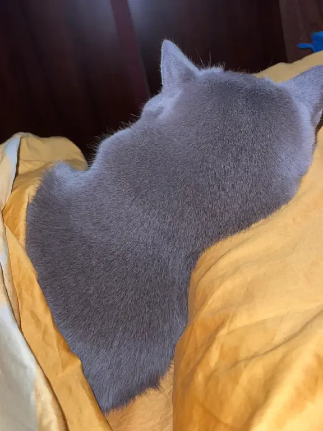 “蓝猫”不是品种:3000条鉴猫评论里,藏着“蓝胖子”的5个户口