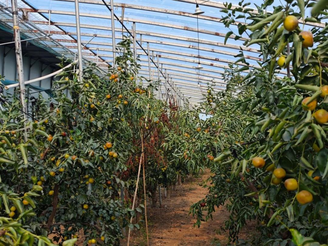 第28届沾化冬枣节刚开幕，露天第一口正下树：又大又红的先别急着掏钱——日历、糖精枣、钱，三笔账算清再开吃