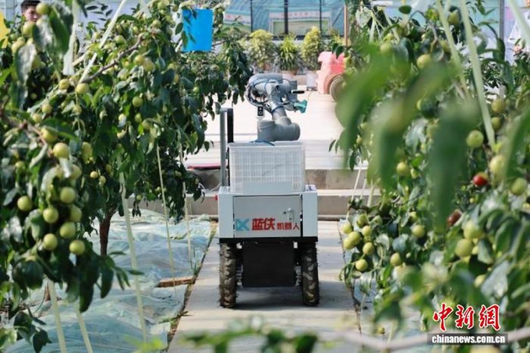 第28届沾化冬枣节刚开幕，露天第一口正下树：又大又红的先别急着掏钱——日历、糖精枣、钱，三笔账算清再开吃