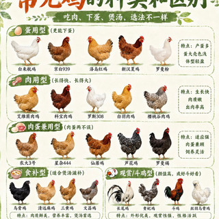 买鸡别只看大小,常见鸡的种类和区别,一张图看懂怎么选