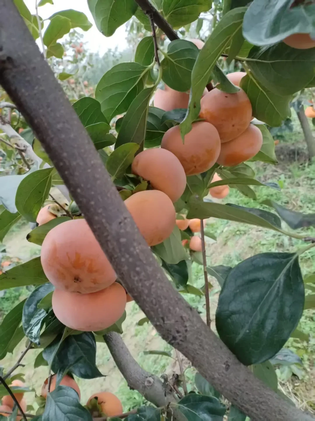 一边是盒马柿子被骂