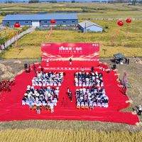 一边是直播间赶在开镰第一周就喊"2026五常新米现磨现发"、交个朋友被当面追问"官方说十月中下旬才发货你们怎么早就卖了"，一边是大河报刚曝出"年产量七八十万吨、市面上打着五常旗号的高达千万吨"：我把2026五常大米的开镰时序、掺混手法和真假价盘三笔账拼了一遍——国庆倒计时3天想囤米之前，先弄清你现在付钱能到手的，是龙凤山头茬新米、陈米翻新，还是长粒香冒充的稻花香