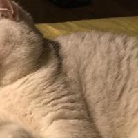 猫咪牙周病发病率超90%!宠物医生:别等烂牙花大钱,日常护理方案全在这