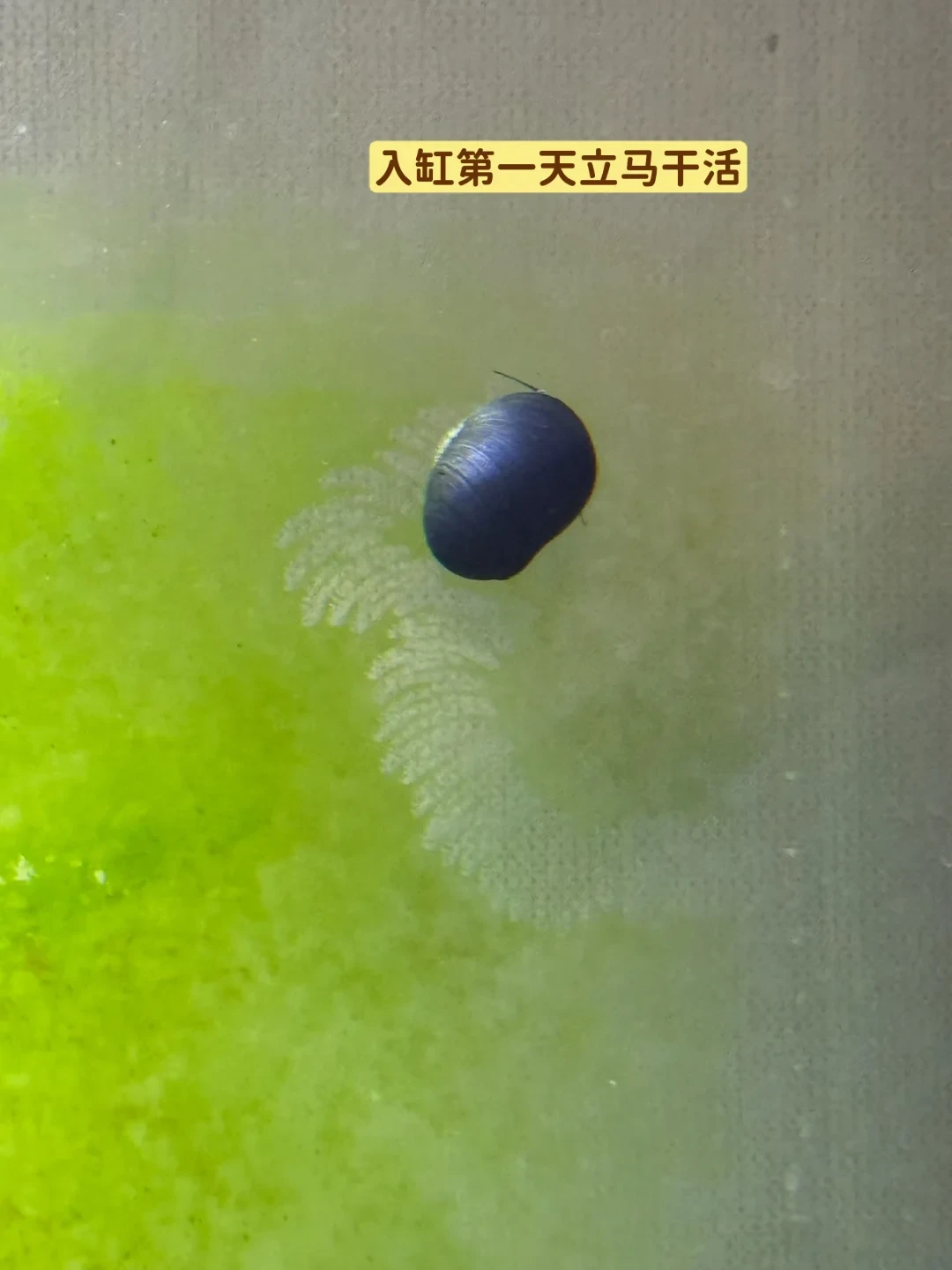 爆缸之后别乱请“清洁工”：我把全网翻车帖和通缉帖对着13种×11藻对照表翻了一遍——工具生物按藻买，别按名字买