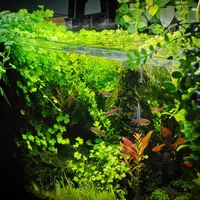 米家智能鱼缸2Pro上市卖649元：干湿分离是真香，但“适配各式造景”这话你得挑着信