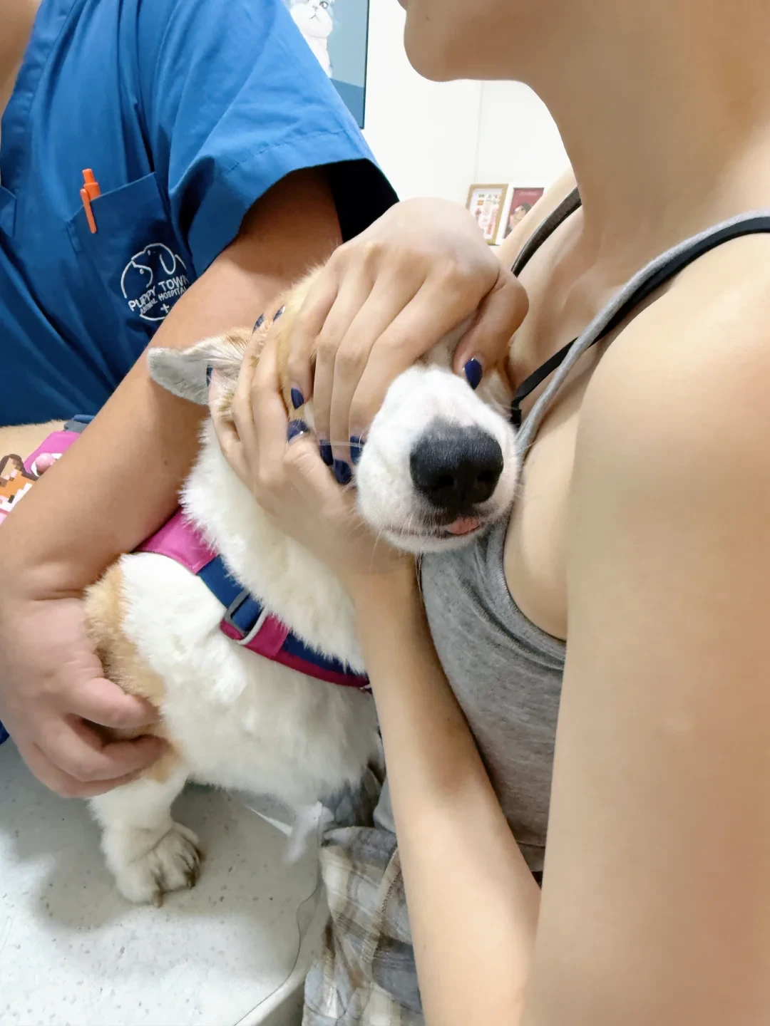 给狗咬鹿角之前,先用拇指甲盖划一下:「耐咬」不是越硬越好
