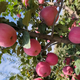 果园里抬头一看，红富士把枝子都压弯了🍎