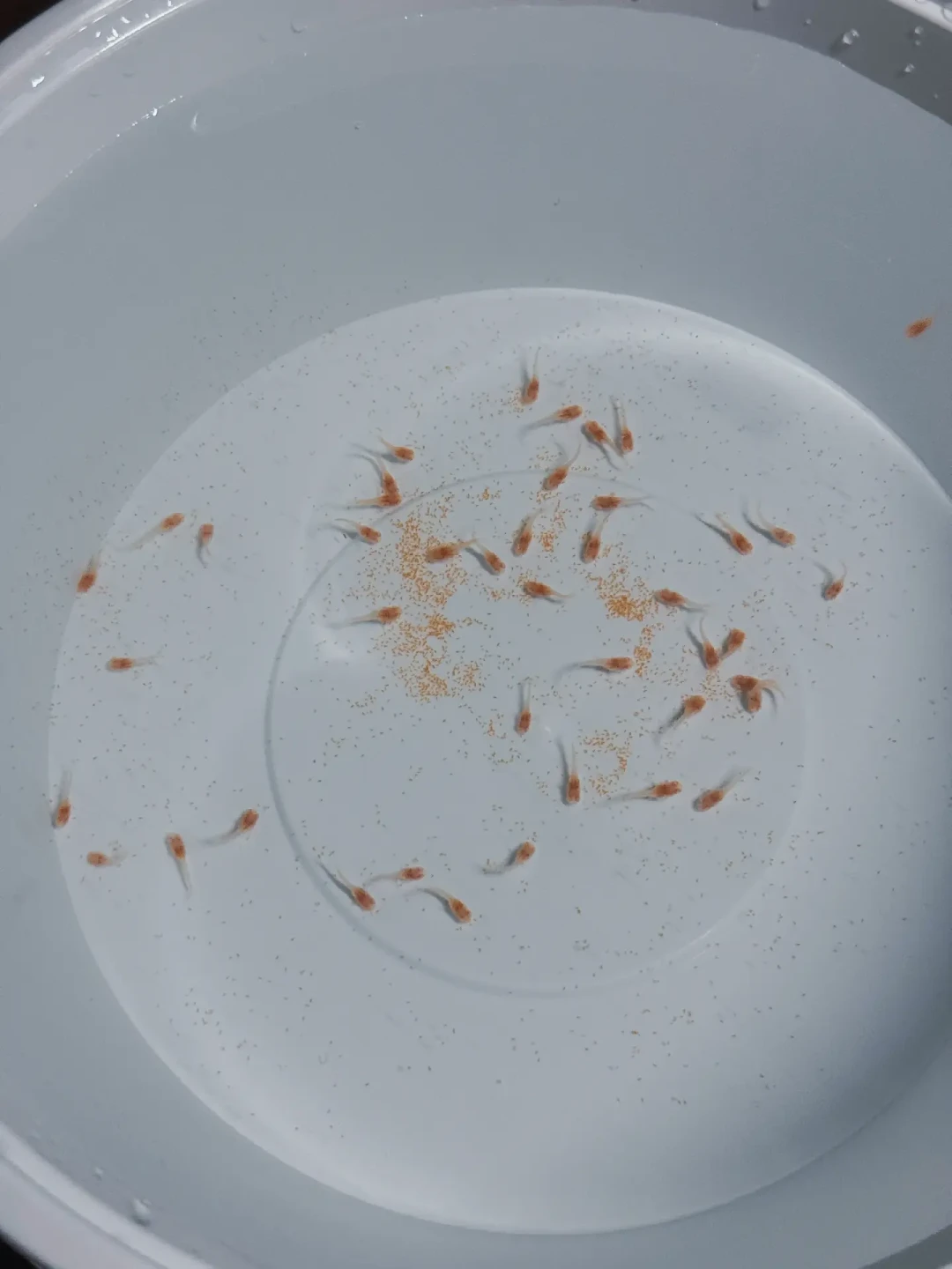 孔雀鱼喂食绕不开孵丰年虾?把三平台65条喂食帖、3份出虾自报对完账:决定苗速的不是