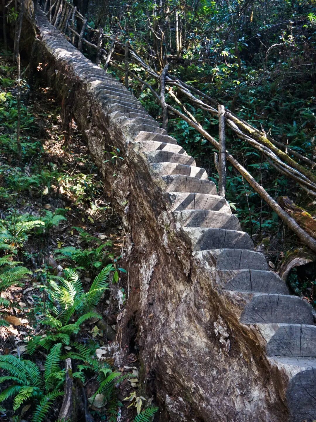 离国庆进山还有2天:护膝是不是智商税、登山杖能不能救膝盖、哪种瘸不用去医院,对完康复师原文和2026年新测评,这三笔账一次算完