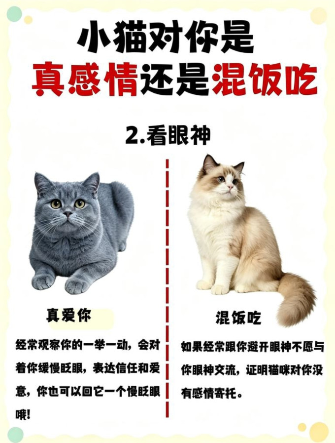 猫咪