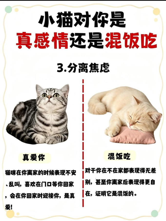 猫咪