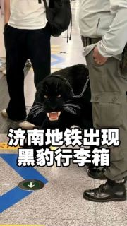 黑豹行李箱引热议，特殊外观行李箱能带上地铁吗？官方回应