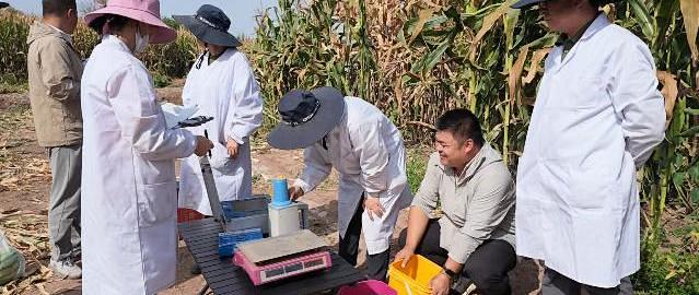 刷新纪录！我国新疆一地玉米亩产近3600斤，怎么会这么高？
