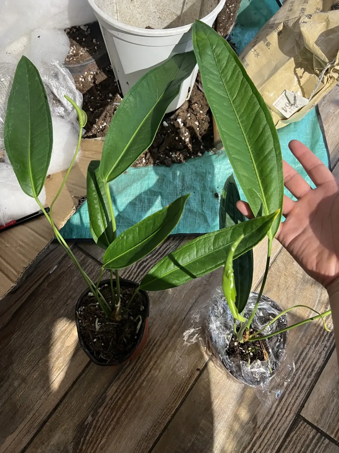 热植这波