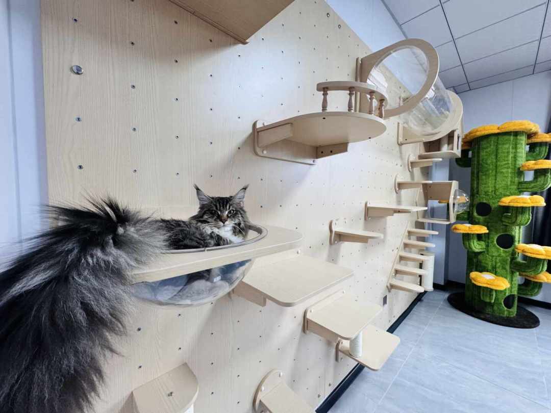 你收藏的猫墙“抄作业”帖,有多少是在卖货?——174篇采样看适猫化热潮的三种话术
