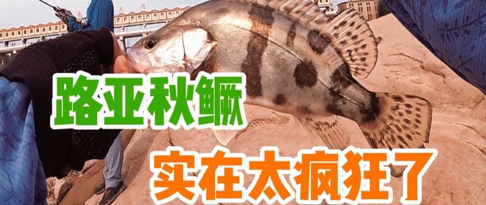 秋鳜鱼情、野钓轻口 | 钓鱼10.1日报