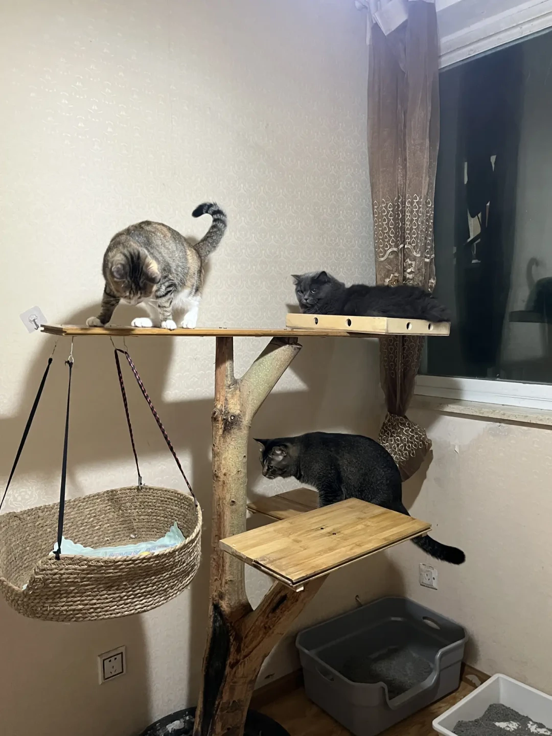 「松木油对猫有毒」329赞把实木猫爬架炸上雷区:我翻完三平台几十条猫爬架帖和几百条评论,把国庆给猫搭个架这回事排成三本账、四道关和一条路