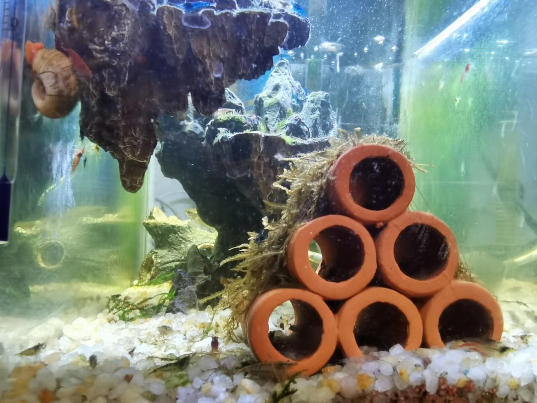800天没换水虾还活着,别急着站队:换水之争,其实是加水、换水、抽底三个动作在打架