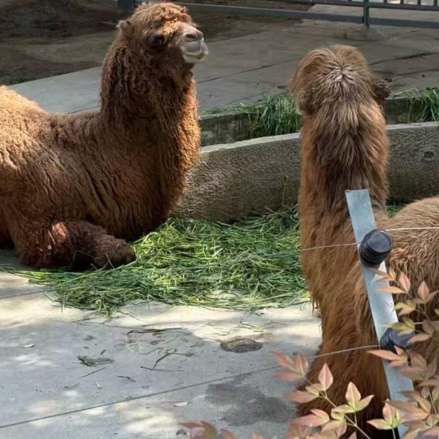 成都动物园遛娃之旅