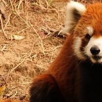 别再挤网红景点了！济南动物园才是被低估的成人治愈站



