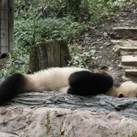 晓晓蕾蕾回国首秀不在成都那个熊猫基地：国庆去雅安碧峰峡看“团圆一家熊”，先记住这三个时间窗