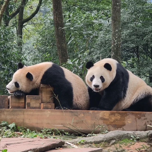 晓晓蕾蕾回国首秀不在成都那个熊猫基地：国庆去雅安碧峰峡看“团圆一家熊”，先记住这三个时间窗