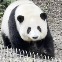 10月2日熊猫基地：花花队3小时和40分钟都是真的，接下来5天先把这笔排队账算清