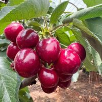 新季车厘子倒计时：头茬168元/斤未必最甜，蹲低价也可能蹲到盲盒——下首单前，先把品种、物流、售后这张地图看一遍