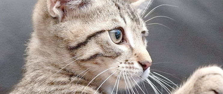 哪些猫粮性价比高？2026年10月养猫家庭的必囤高性价比猫粮推荐！