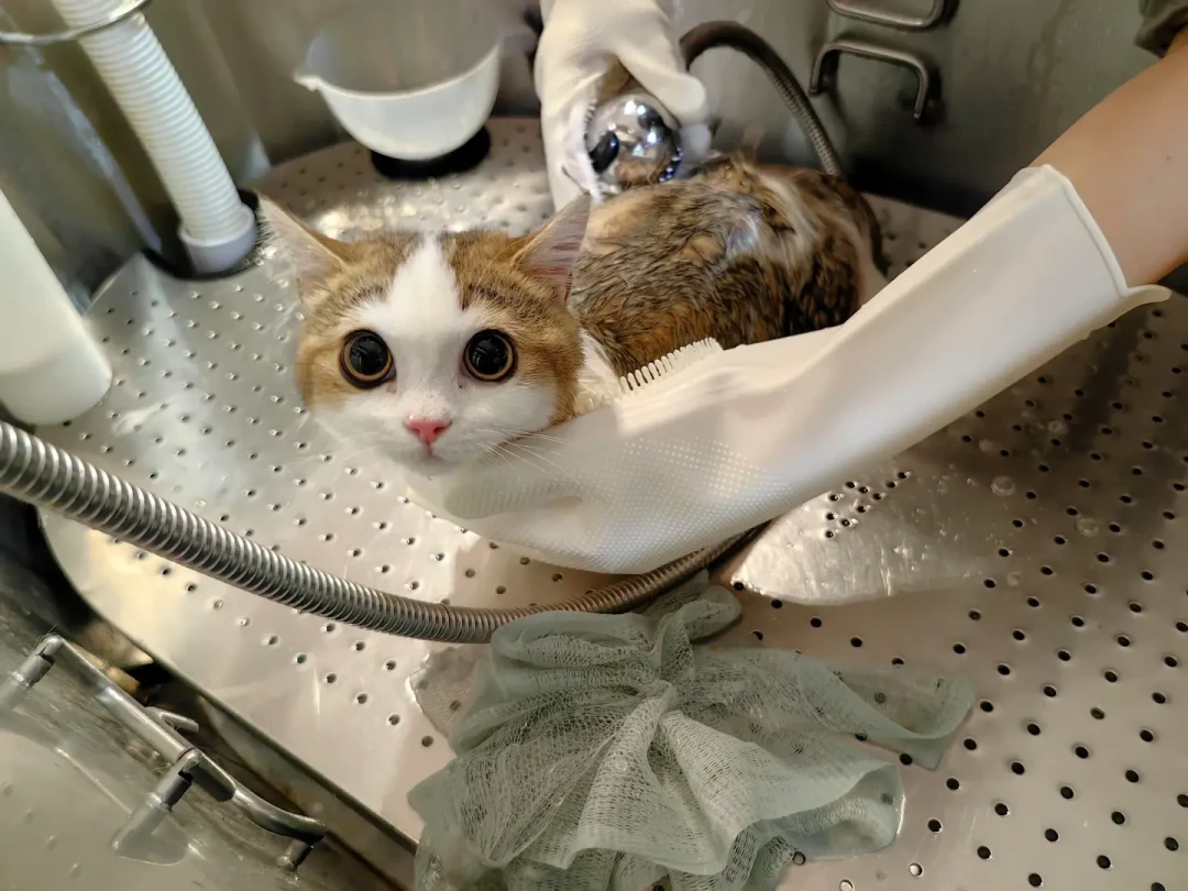 双11前烘干箱种草贴刷屏:猫半年没用的帖子12万赞,4年6起公开事故——下单前先把你家划出去