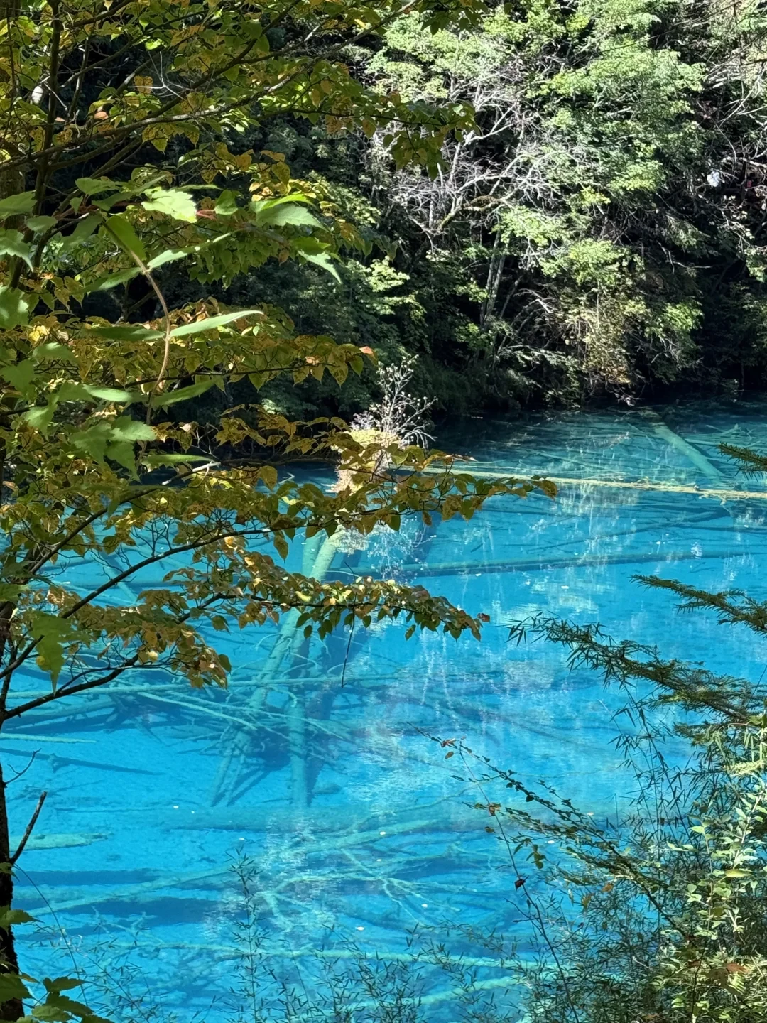 喀纳斯已经100%黄、川西才半黄:真正的深秋巅峰押在10月10-25日——请好错峰假出发前,先把进度、免票截止和雪倒计时三张账对清楚