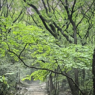 国庆下雨进山，你随手买的白色雨衣正在雨雾里"隐身"：拆完4887条评论才明白，被看见才是配色的第一要务