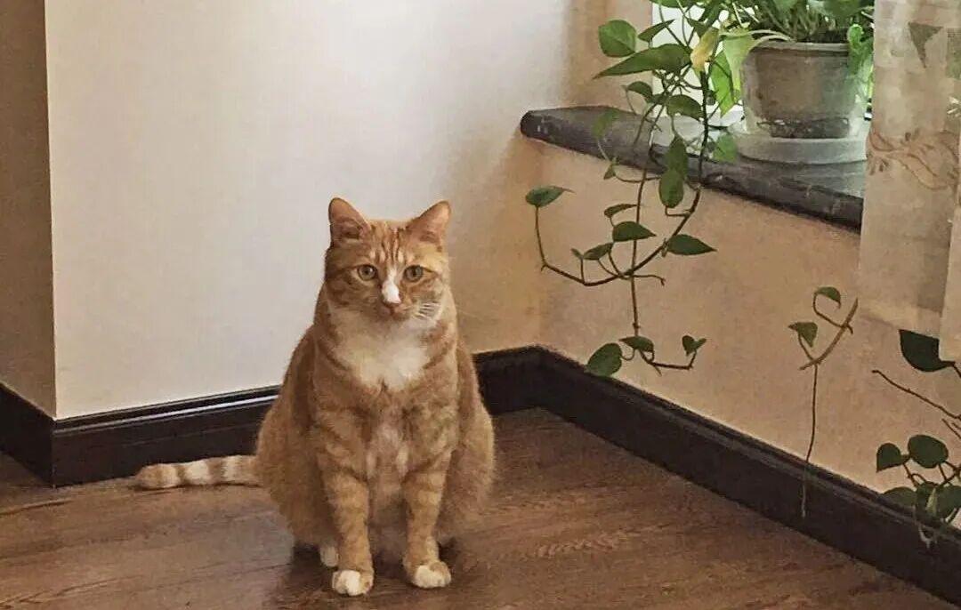节后返工:猫还没焦虑,你先绷不住了——对完19%临床数据和一堆监控避雷帖,这些装备钱能省