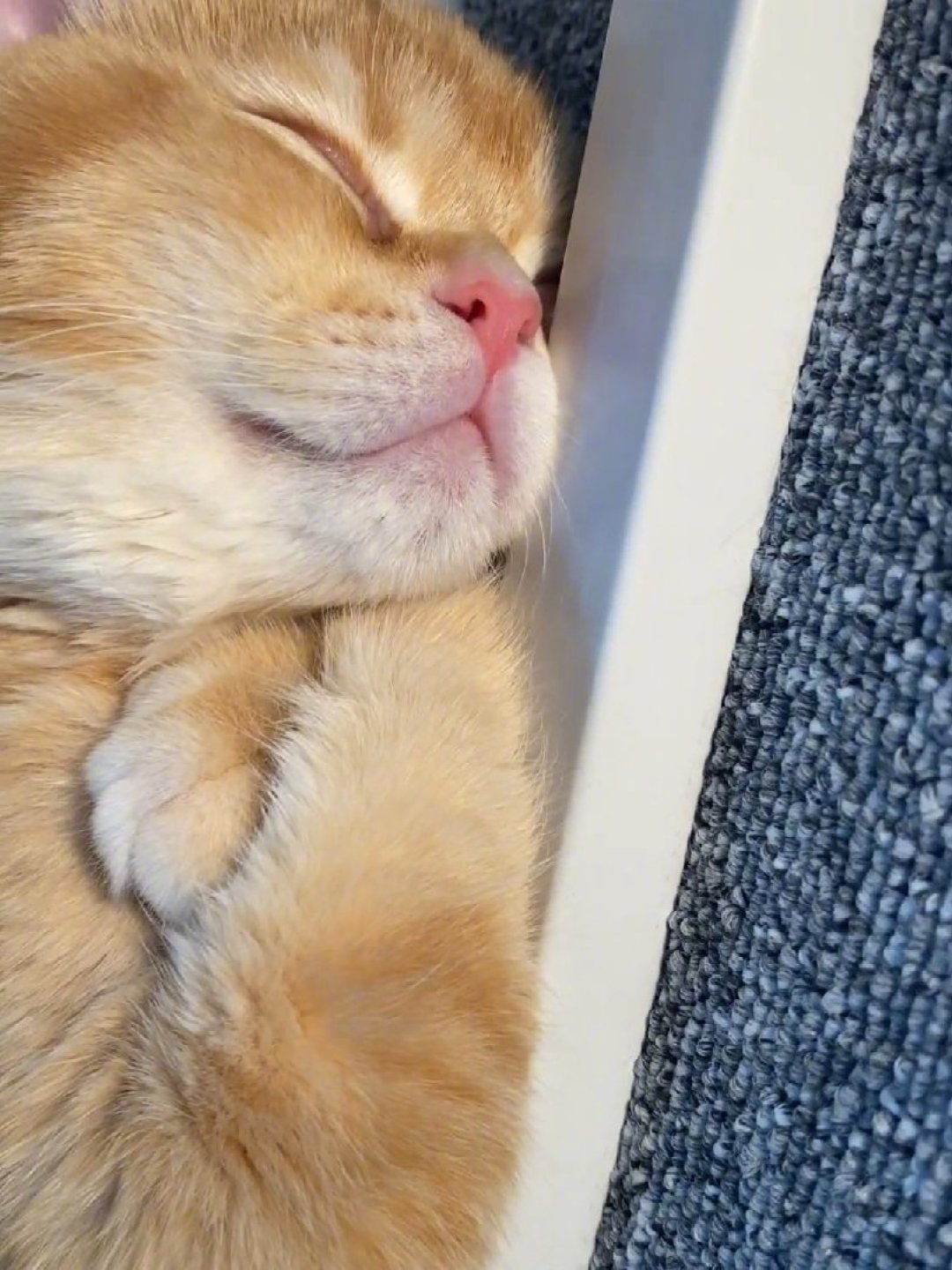 节后返工:猫还没焦虑,你先绷不住了——对完19%临床数据和一堆监控避雷帖,这些装备钱能省