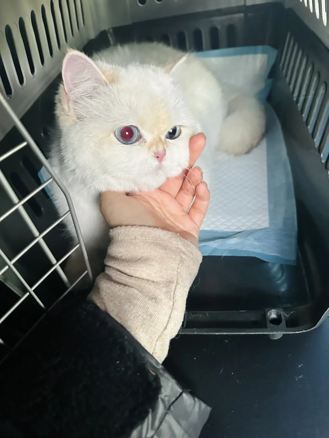 3篇“猫防应激”神药种草贴24分钟内齐发:双11囤货前你得先搞明白——猫应激靠链路不靠神药
